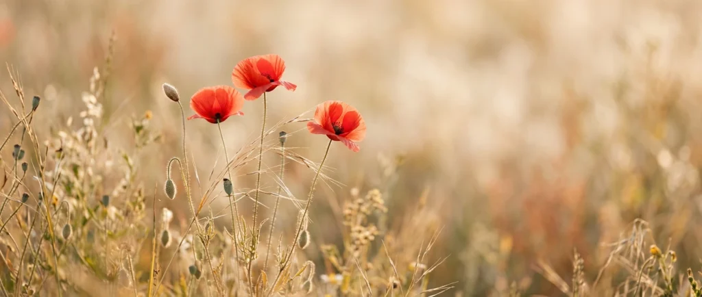 Image d'un champs avec quelques coquelicots